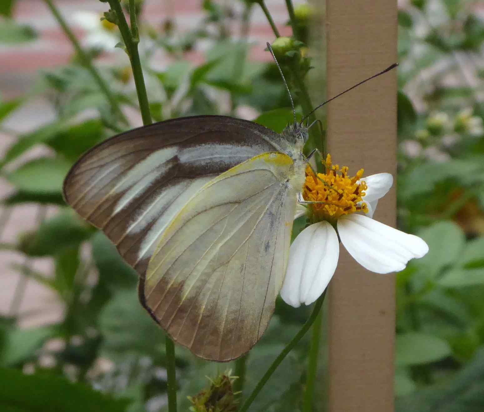 Appias lyncida eleonora Appias lyncida eleonora